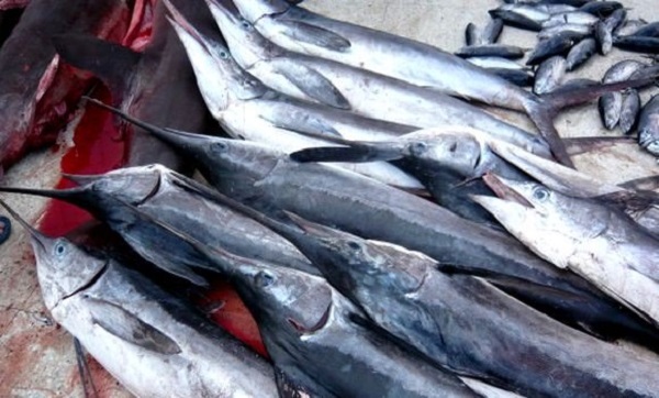 La pêche de l’espadon interdite du 1er janvier au 31 mars de chaque année (JO)