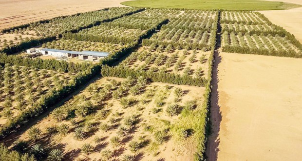 Grandes surfaces agricoles à Adrar : Plaidoyer pour l’encouragement de l’investissement