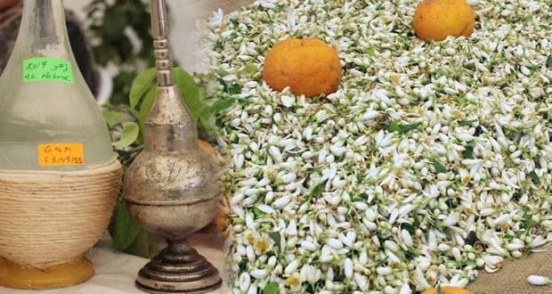 Techniques de distillation de fleurs à Constantine : Lancement prochain d’une session nationale de formation