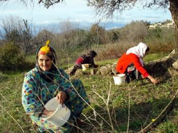 Agriculture de montagne : Un plan d&rsquo;urgence pour Tizi Ouzou
