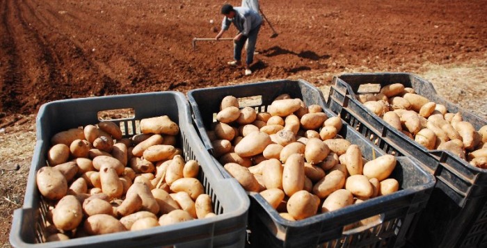 Les Allemands s’intéressent à la pomme de terre algérienne