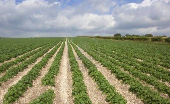 Foncier: Trois millions d’hectares de terres agricoles non exploitées