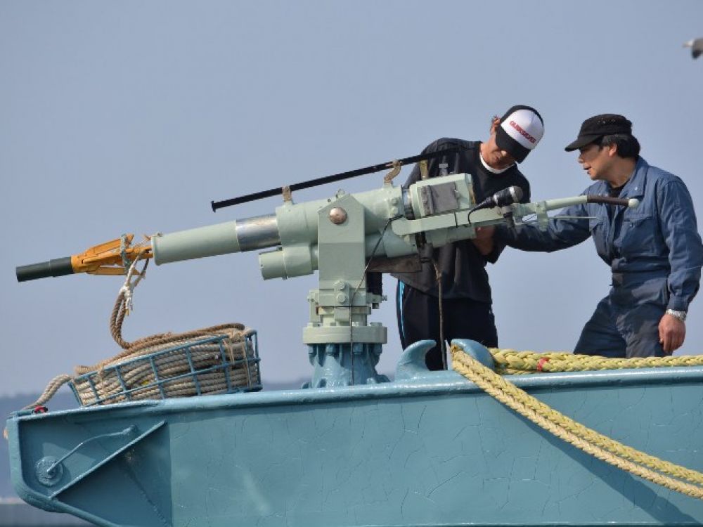 Le Japon tue 333 baleines pour « des raisons scientifiques »