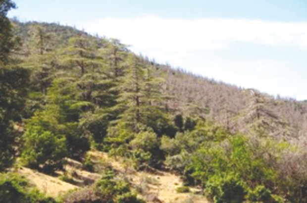 Exploitation illégale, défrichement, braconnage… : la richesse forestière malmenée à Bouira