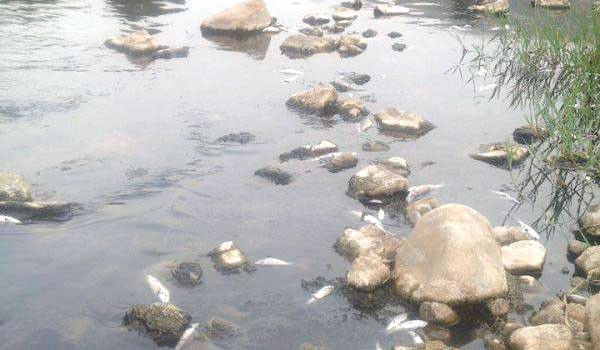 Pollution à Akbou (BÉJAIA) : Péril sur l’oued Soummam