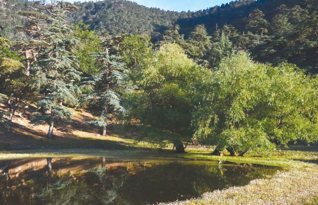 Sidi Bel Abbès : Concession de 75 hectares de forêt à des fins récréatives
