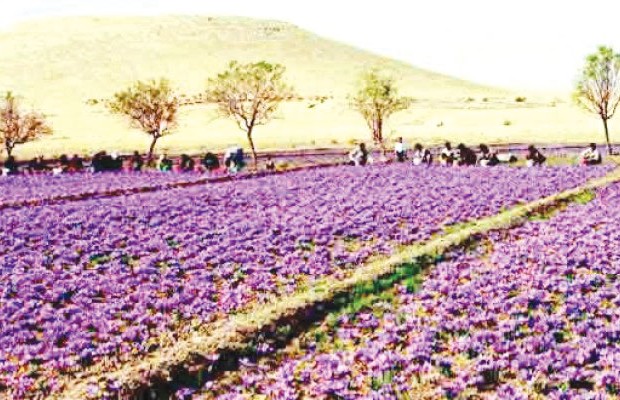 Journée de sensibilisation sur la culture du safran à Guelma : Expérimenter la production de “l’or rouge”