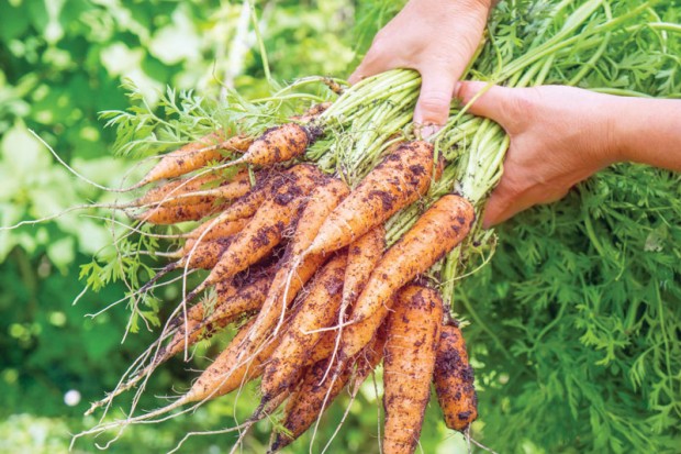Production agricole à Aïn Témouchent : La quête de projets de transformation