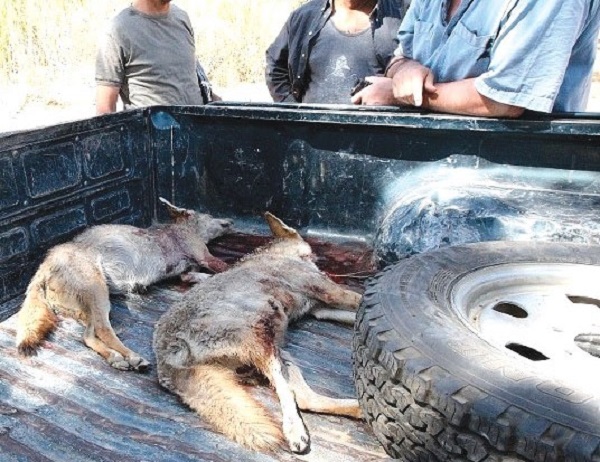 Relizane :  Les braconniers font des ravages