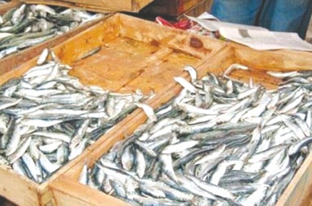 Jijel : Nouvelle flambée des prix de la sardine