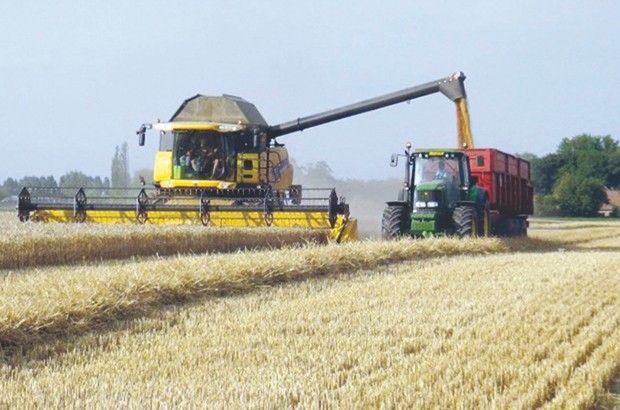 Production céréalière à Relizane : Œuvrer pour un meilleur rendement