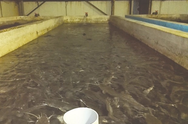 Chambre de pêche de Guelma : Stage en aquaculture au profit de 100 fellahs