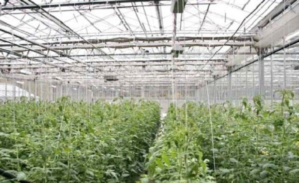 Production maraichère à Alger: l&rsquo;autosuffisance pour les Algérois atteinte en 2017