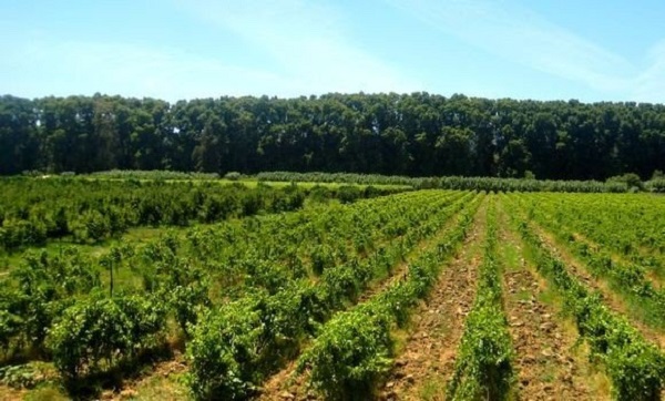 Assises de l&rsquo;agriculture: installation de la commission sectorielle chargée du suivi de la mise en œuvre des recommandations