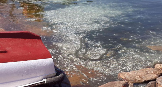 Mostaganem : Encore de la sardine jetée au port !