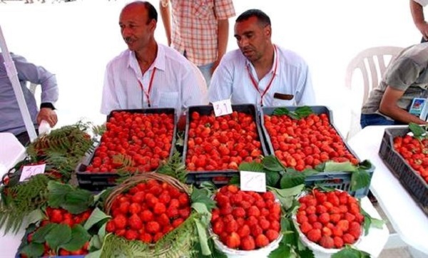 Skikda célèbre sa fête annuelle de la fraise dans une ambiance festive