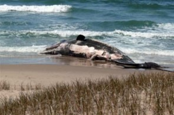 Oran : Un cachalot échoue à Ain Turck