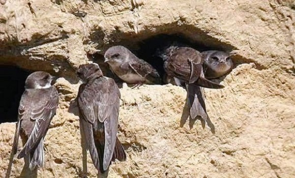 Les changements climatiques à l&rsquo;origine de la disparition des hirondelles dans les wilayas du centre