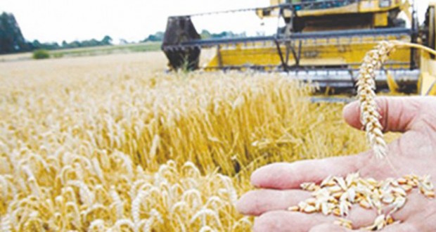 Tramway de Ouargla : Plus de 15 340 passagers par jour depuis sa mise en service