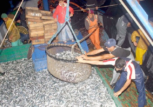 Pêche à la sardine : Lancement de la campagne 2018 à Tipasa