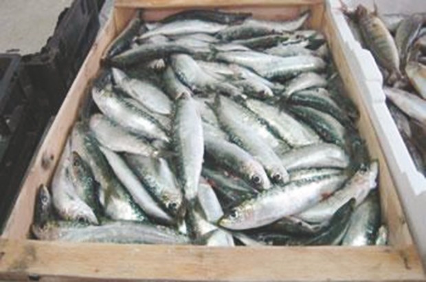 Après une flambée dans les prix des poissons : La sardine à 200 DA à Oran