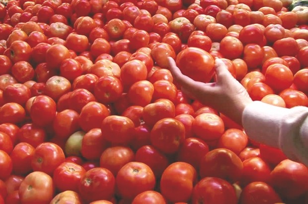 Son prix a atteint 350 Da le kilogramme : La tomate vend cher sa peau à Tamanrasset