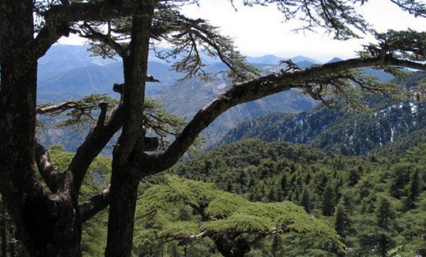 Bouazghi: appel à la préservation et le développement des parcs nationaux