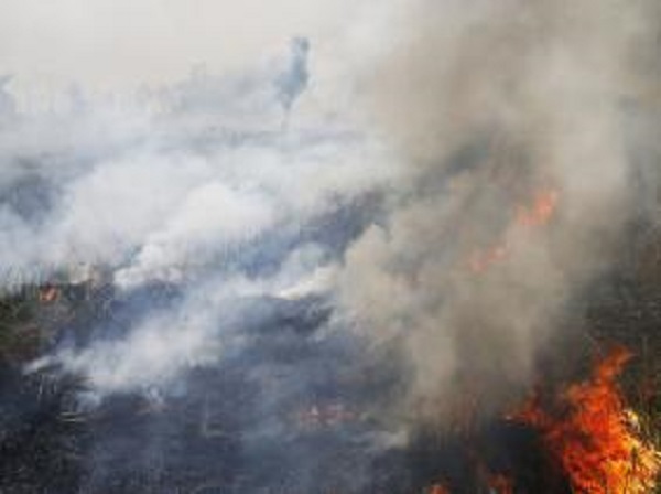 Feux de forêts : toutes les mesures prises pour la protection du couvert végétal durant l’été