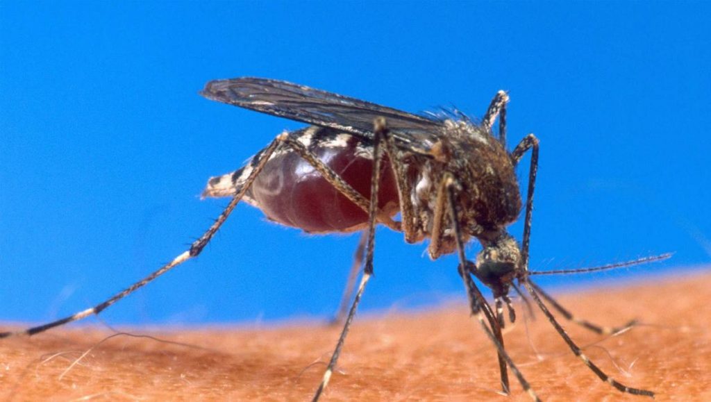 Lutte contre le paludisme : les moustiques résistent aux insecticides