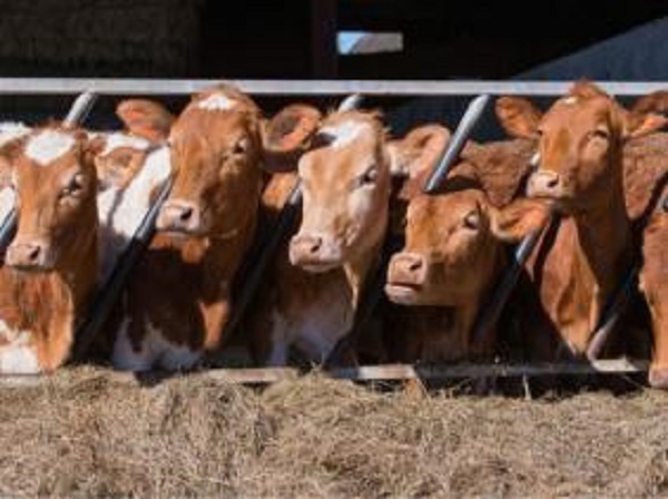 Guelma : remise de près de 6.000 têtes de bétail à de jeunes éleveurs des régions rurales