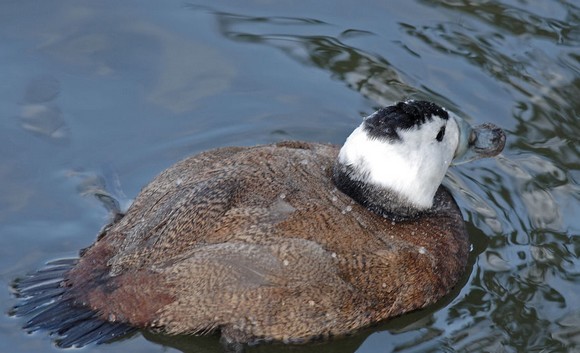 Mila: dénombrement de 15 érismature à tête blanche, un oiseau rare