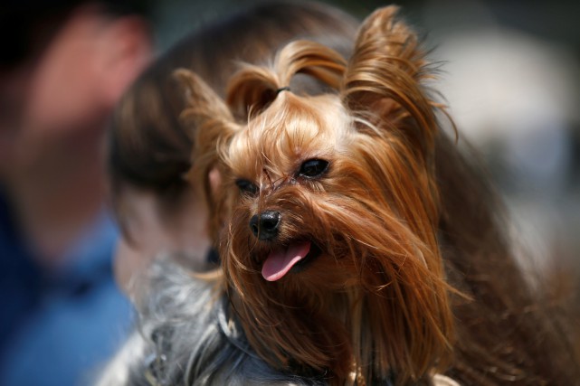 Cela se passe au Brésil : Il obtient le droit de visite pour… sa chienne