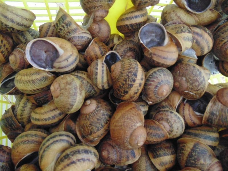 Une cargaison de 1,2 tonne d’escargots algériens refoulés d’Italie !