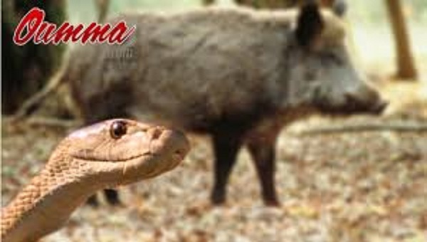 Les animaux sauvages débarquent en ville