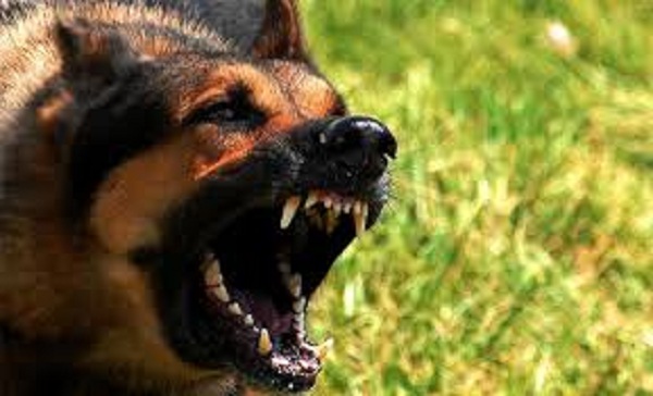 Tiaret: Dix personnes mordues par un chien enragé