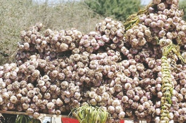 L&rsquo;ail, antiseptique et fluidifiant