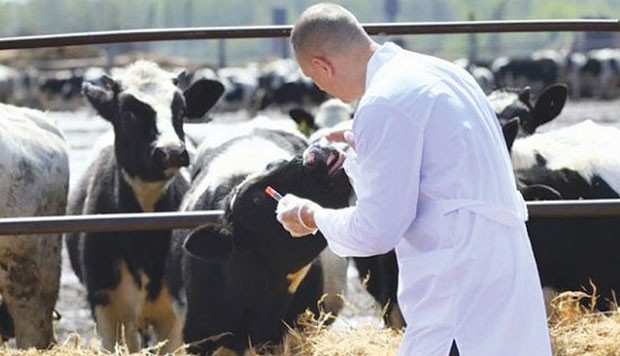 EL-EULMA (SÉTIF): Plusieurs cas de brucellose confirmés