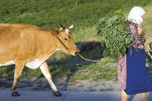 Elle quitte l’UE par mégarde : Une vache bulgare en danger de mort