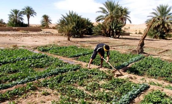 Agriculture: la stratégie nationale repose sur le soutien et l&rsquo;accompagnement des producteurs