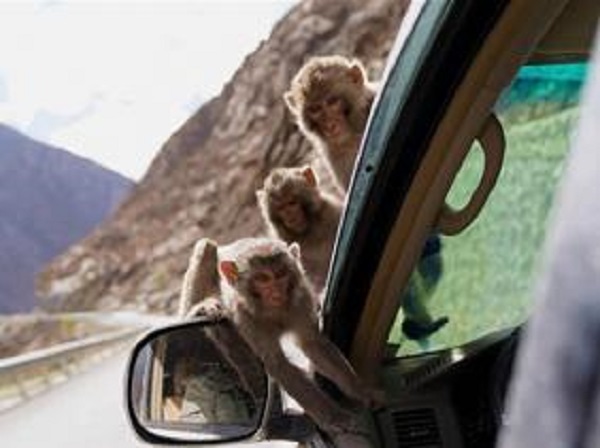 Plus de 150 espèces envahissantes découvertes au Tibet