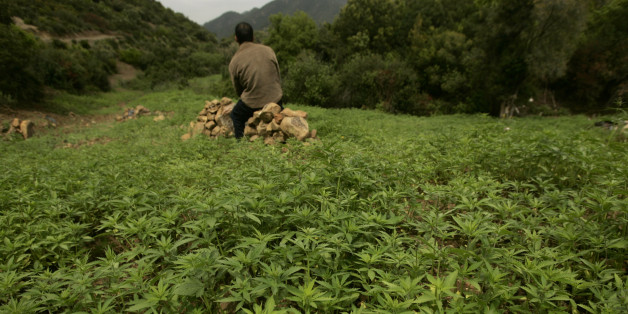 Le Maroc parmi les principaux producteurs de cannabis dans le monde