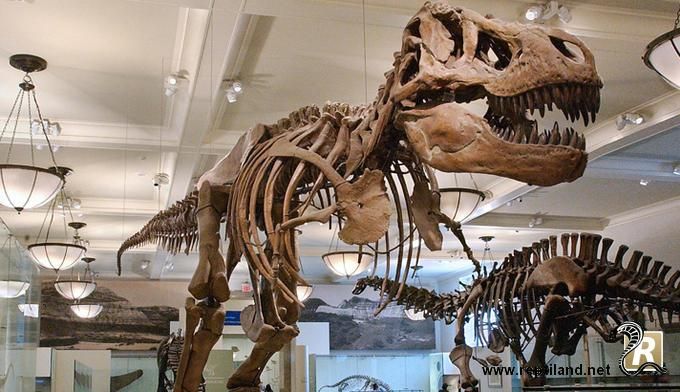 Le squelette d’un dinosaure vendu 2 millions d’euros