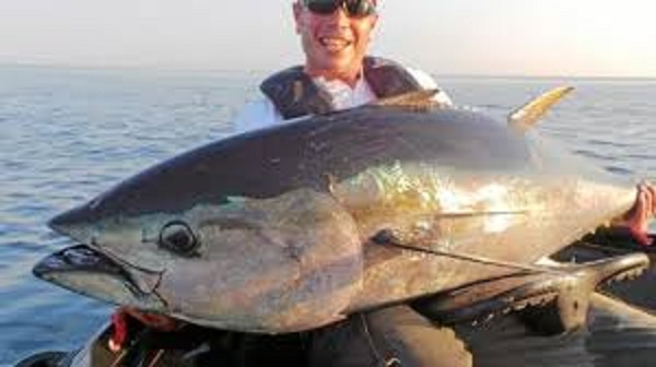 Pêche au thon rouge : modification de certaines dispositions par un arrêté ministériel