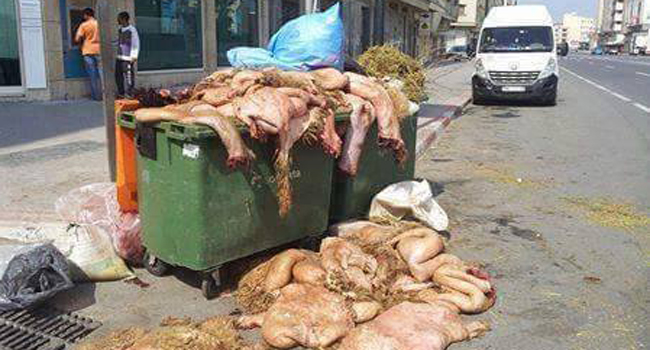 Revalorisation de la peau du mouton : Plus de 250 mille peaux seront collectées à Oran