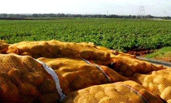 Bouazghi: «Les terres agricoles sont une ligne rouge à ne pas dépasser»