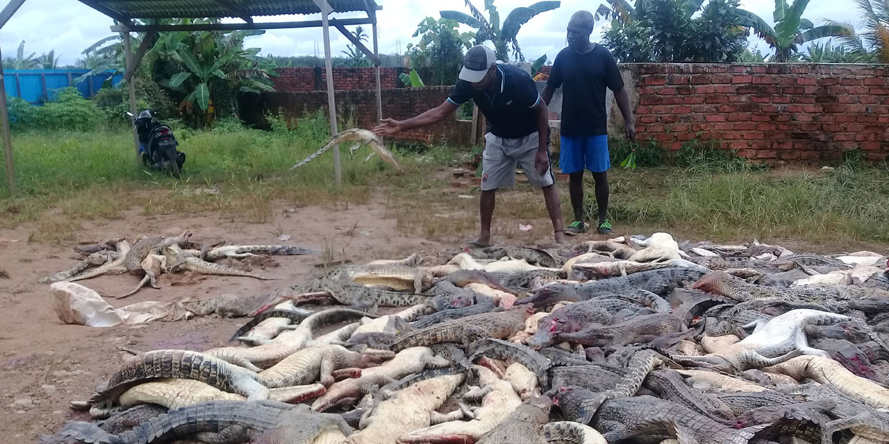 Indonésie : près de 300 crocodiles tués pour venger la mort d’un quadragénaire