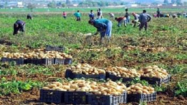 Selon une étude du CREAD : La sécurité alimentaire est fragile