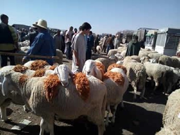 Rumeurs et spéculations autour du mouton de l&rsquo;Aid: Un sacrifice à quel prix?