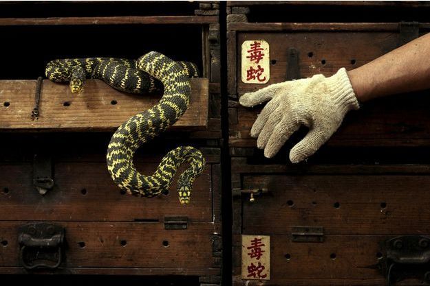 Chine : mort d’une femme mordue par un serpent acheté en ligne