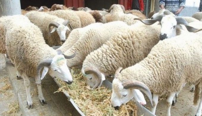 Mouton de l’Aid : Abdelkader Bouazgui assure que l’offre sera disponible